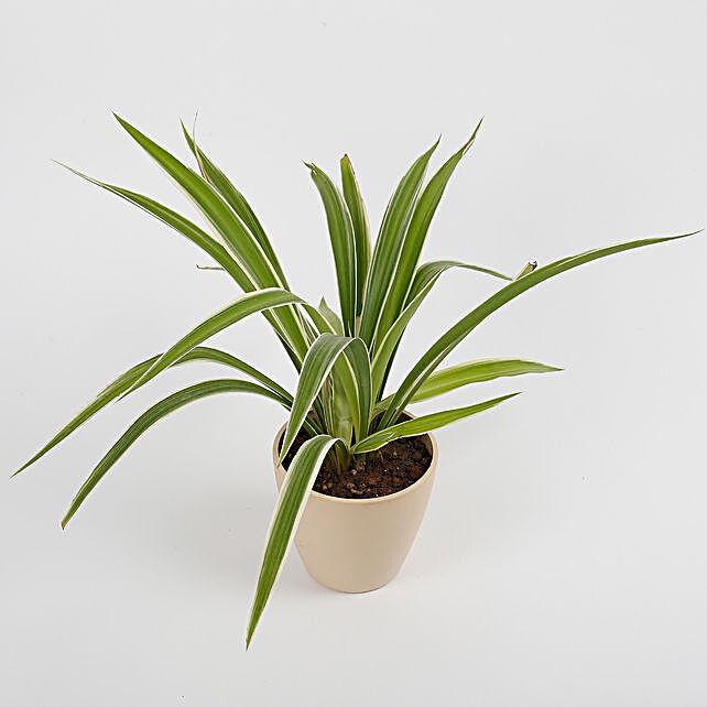 Spider Plant