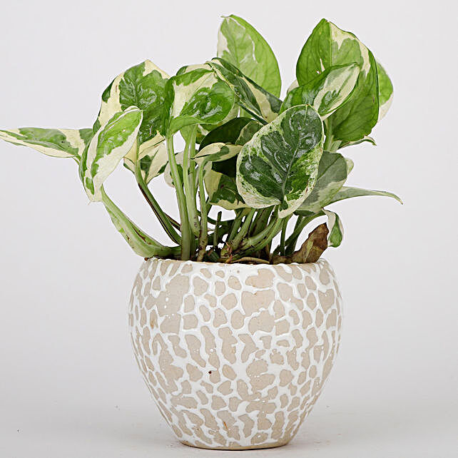 Pothos Plant