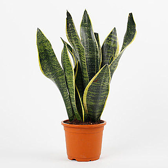 Snake Plant