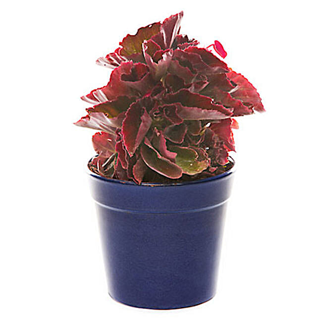 Buy/Send Blissful Red Online- FNP