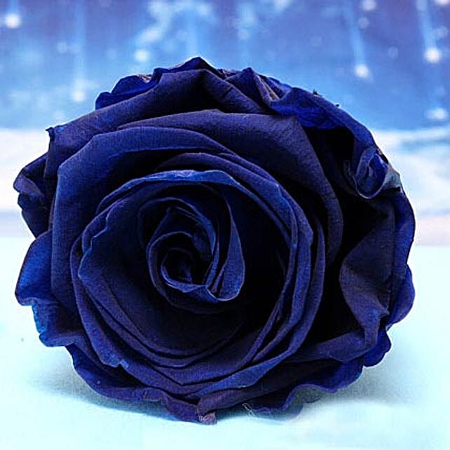 Fnp Blue Roses Buy/Send Forever Blue Roses Online- FNP