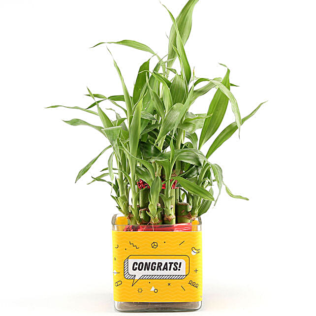 bamboo plant for congratulations
