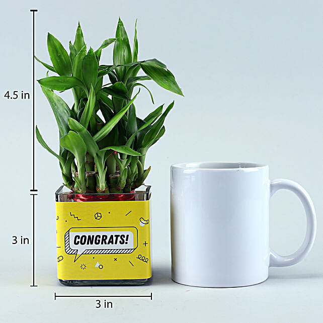 bamboo plant for congratulations