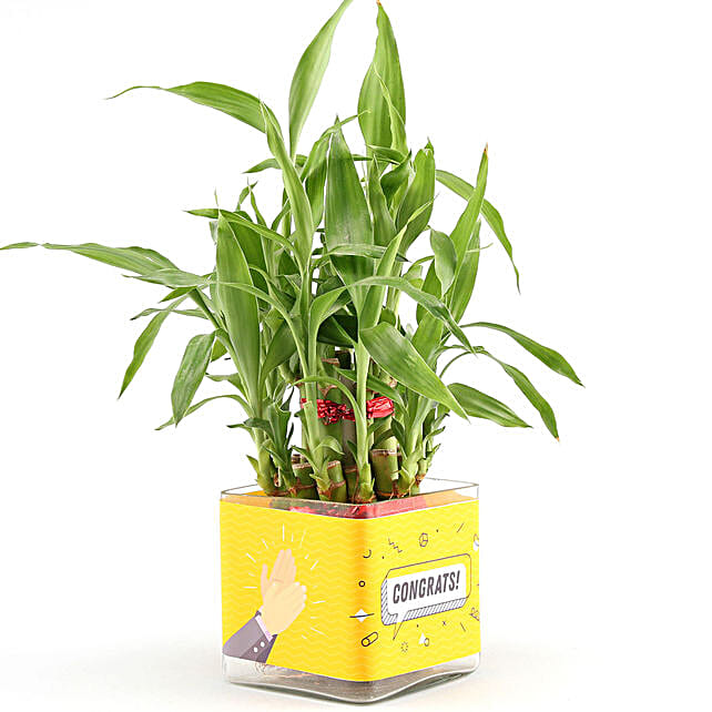 bamboo plant for congratulations