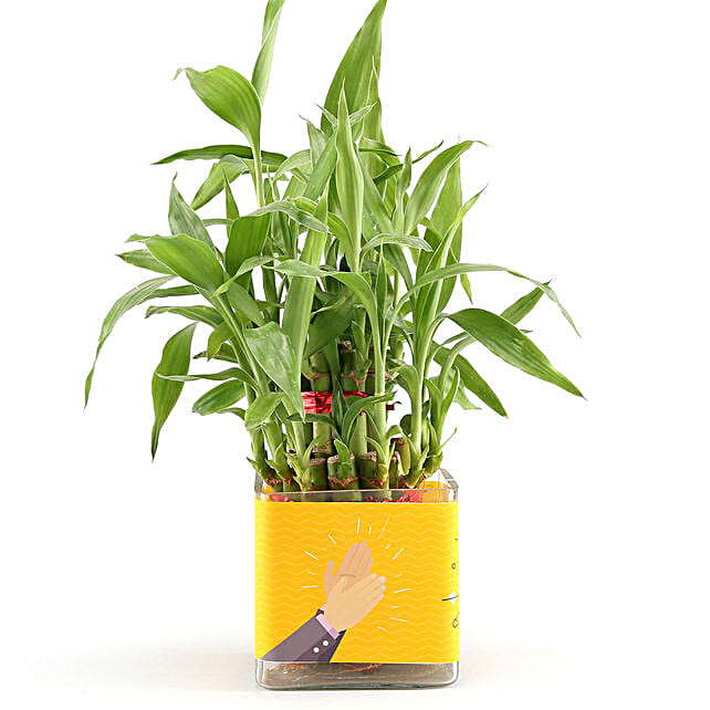 bamboo plant for congratulations