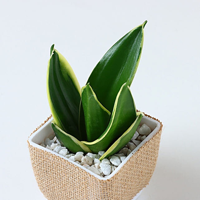 Purifying Plant N Sweet Treats Hamper for Dad