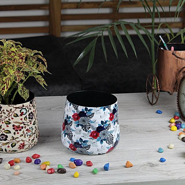 Buy/Send Modern Living Tappered Pot Gift Set Online- FNP
