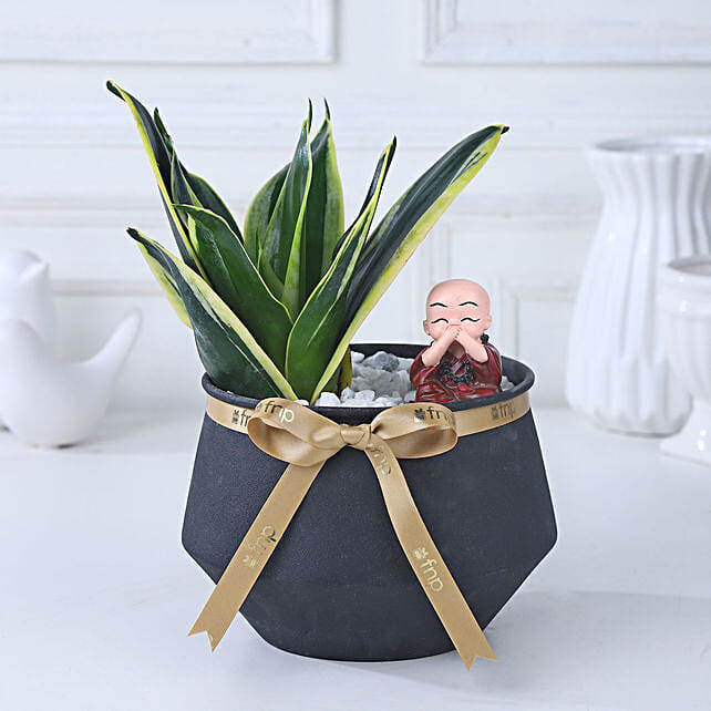 Buy/Send Tranquil Sansevieria Noir Online- FNP