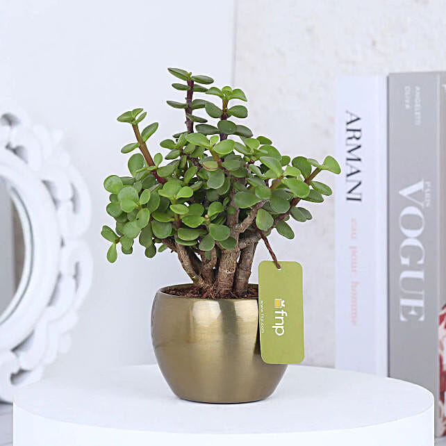 Incredible Mom Jade Plant Pot
