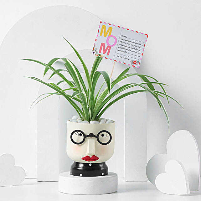 Stunning Spider Plant for Mothers Day