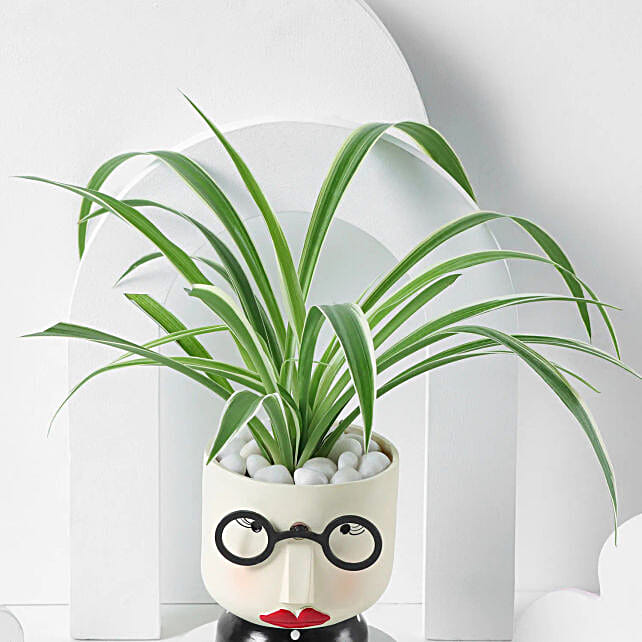 Stunning Spider Plant for Mothers Day