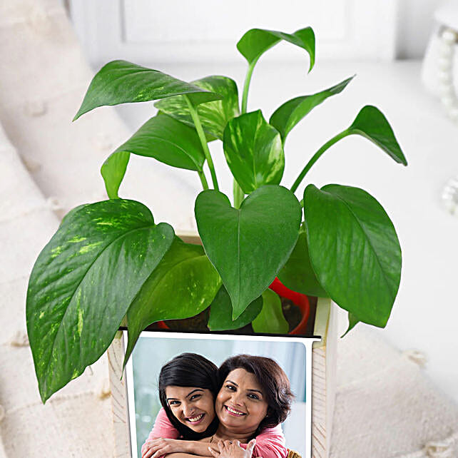 Moms Green Desk Companion