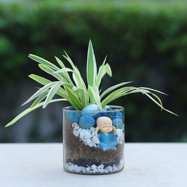 Zen Garden Jar with Spider Plant N Baby Buddha