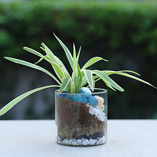 Zen Garden Jar with Spider Plant N Baby Buddha