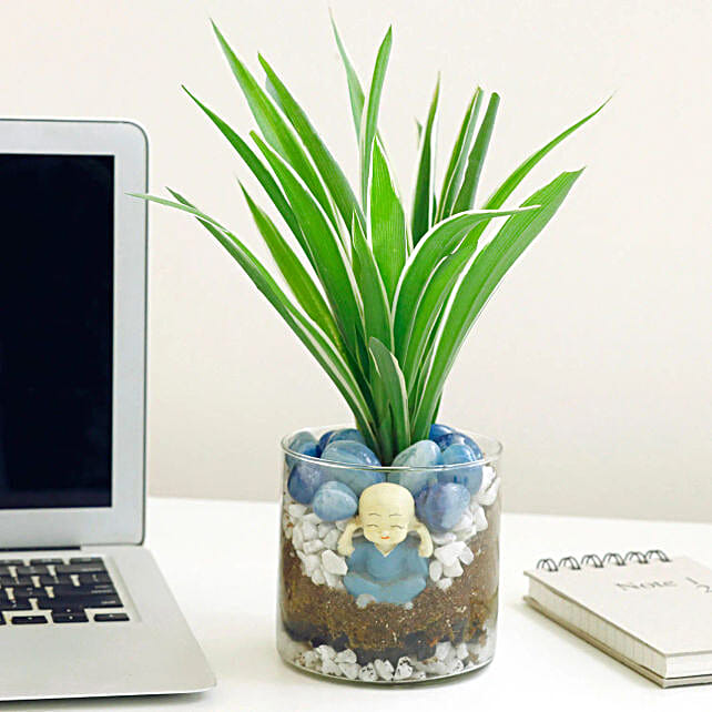 Zen Garden Jar with Spider Plant N Baby Buddha