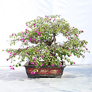 Bonsai Plants Online Bonsai Tree Delivery In India Free Shipping Ferns N Petals