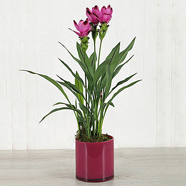 Purple Curcuma Plant In Pink Cylinder Vase south-africa | Gift Purple ...