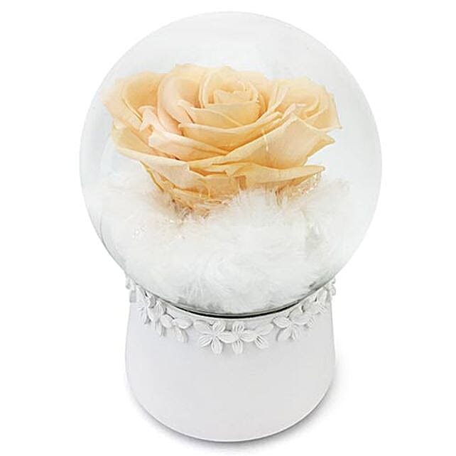 Mesmerizing Forever Rose thailand | Gift Mesmerizing Forever Rose- FNP