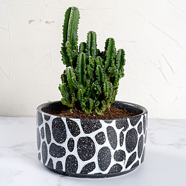 Cactus in Designer Vase uae | Gift Cactus in Designer Vase- FNP