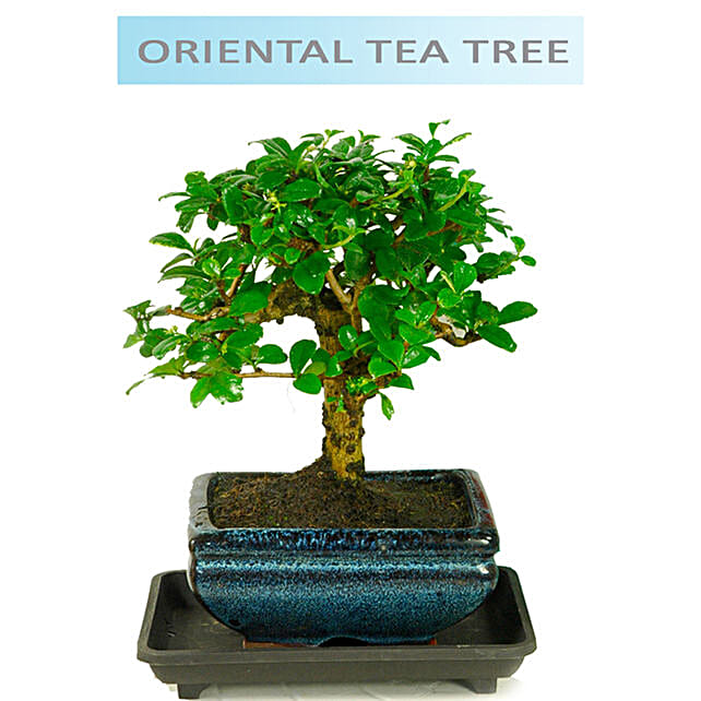 Oriental Tea Tree Bonsai uk | Gift Oriental Tea Tree Bonsai- FNP